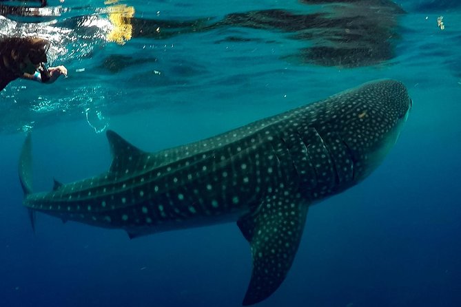7 Day- Whale Shark Ecofriendly Tour in Cancun - Accommodation