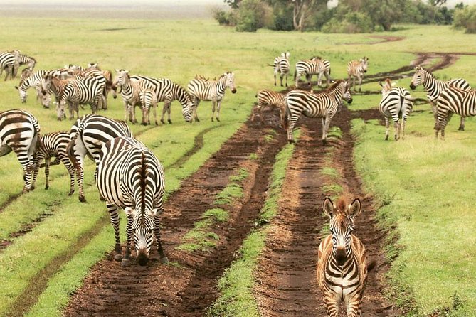 7 Days Great Migration Safari - Trekking to Lake Natron