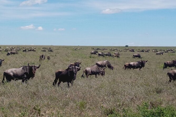 7 Days Mt Kilimanjaro,Tarangire NP, Ngorongoro, Serengeti NP, Lake Manyara NP - Frequently Asked Questions