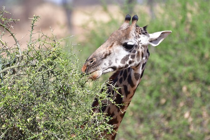 7 Days Rhino Ngorongoro Crater Safari Tour - Safety and Accessibility