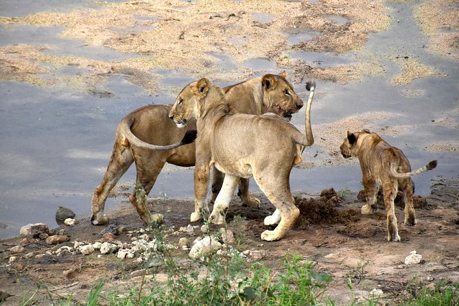7 Days Tarangire, Serengeti, Ngorongoro & Manyara Camping Safari Tour Tanzania - Traveler Requirements and Restrictions