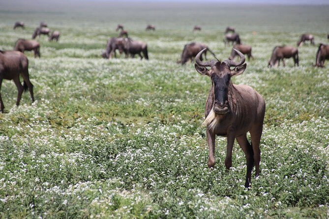 8-Day Private Guided Tanzania Safari With Pick up - Optional Excursions