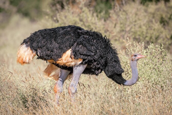 8 Days Kenya Highlights Safari Starting From Nairobi. - Pickup and Accessibility