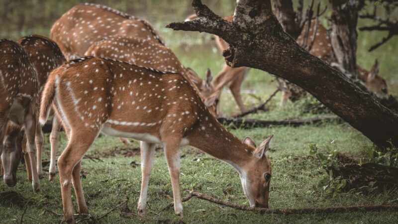 8 Days Sri Lanka Private Round Tours With H/B Accommodations - Customer Reviews