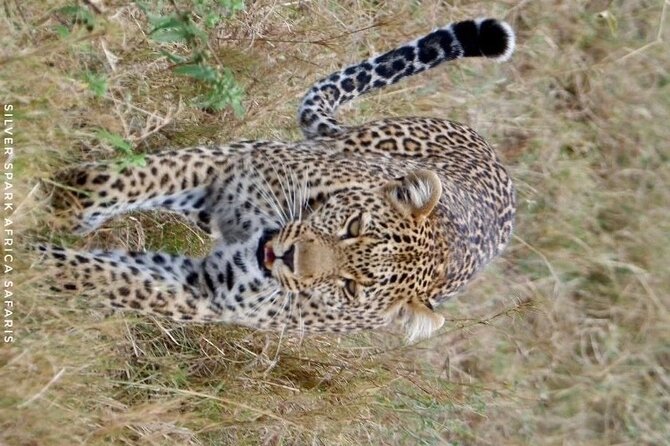 8 Days: Tsavo East National Park Amboseli, Nakuru, Maasai Mara Park - Pricing and Reviews
