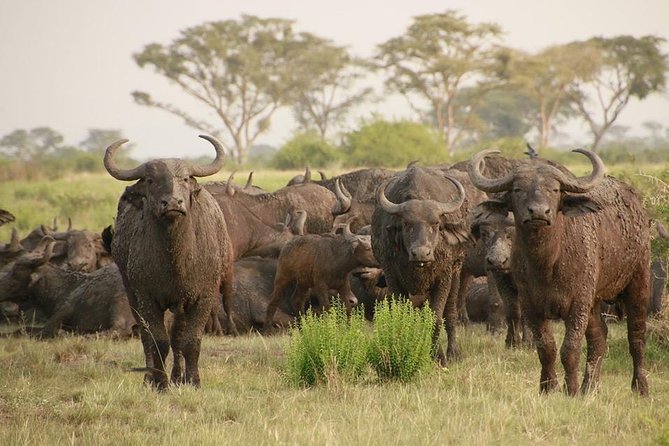 8 Days Uganda Primates Safari - Accommodation and Meals