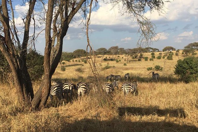 9 Days - Best of Tanzania Safari - Encountering Diverse Wildlife