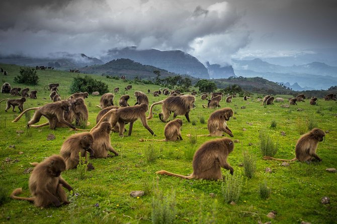 9 Days Tours To Danakil Depression, Simen MNP, Lalibela With Omo Valley Tribes - Traveler Information and Policies