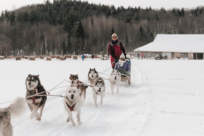 A Day With a Bite for Sled Dogs - Preparing for the Dog Sledding