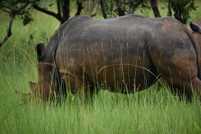 A Thrilling 1-Day Rhino Tracking Tour in Uganda - Memorable Experiences and Tips