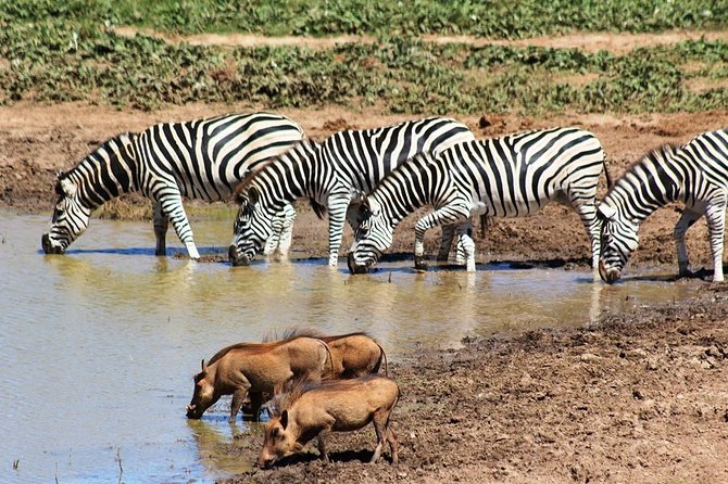 Addo Elephant National Park and Sunset River Cruise - FD04 - Pricing Information