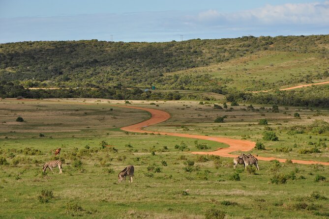 Addo Elephant Park All-Inclusive Day Safari From Port Elizabeth - Traveler Feedback and Reviews