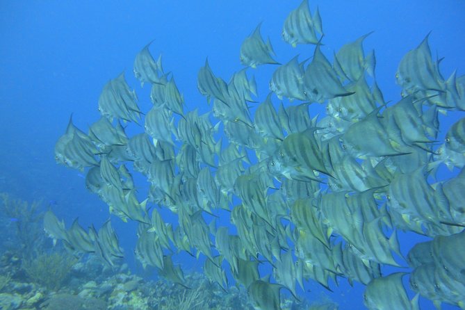 Advanced PADI Diving Course - Price Guarantee