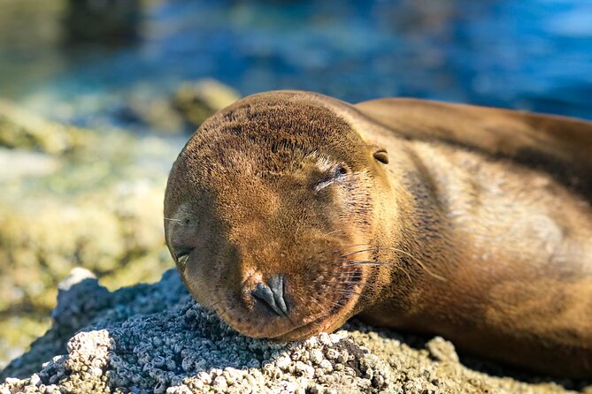 Adventure to Espiritu Santo Island: Snorkel With Sea Lions and Beach - Lunch and Refreshments