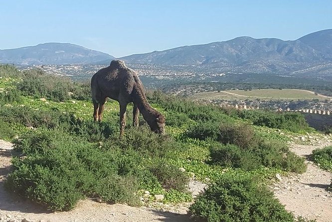 Agadir City Tour From Riu Palace Tikida Taghazout - Accessibility Information