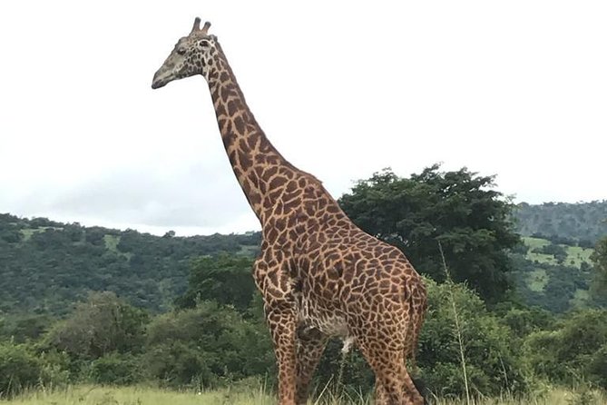 Akagera National Park - Best Time to Visit