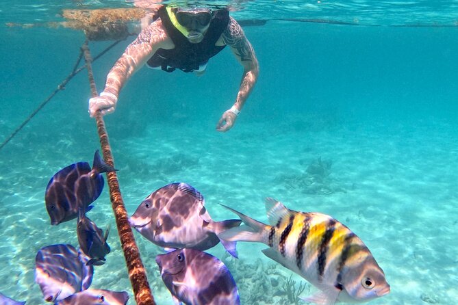 Akumal; Snorkeling and Photos With Turtles - Location and Activity
