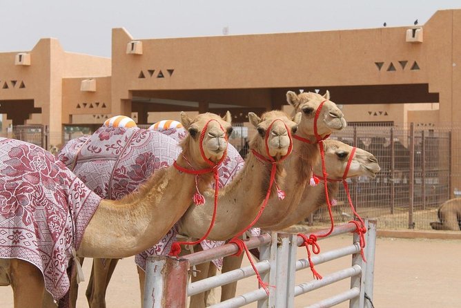 Al Ain City Tour on Private Basis - Customer Feedback and Ratings