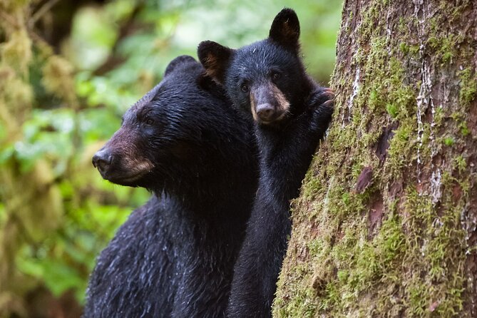Alaskan Bear Encounter by Land & Sea - About Adventure Ketchikan Tours