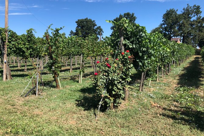 All In: Lambo,Ferrari,Balsamic,Wine, Parmigiano, PrivateTransport - Feedback and Reviews