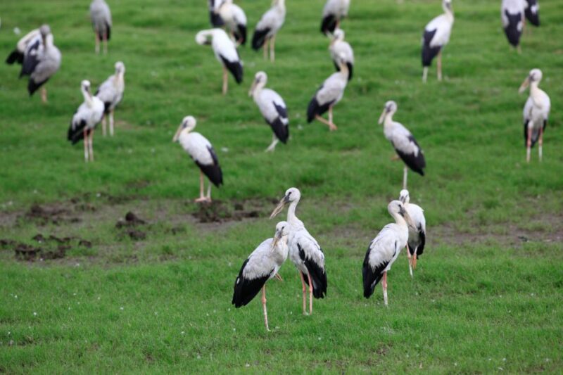 All Inclusive Minneriya National Park & Hiriwadunna Village - Important Information