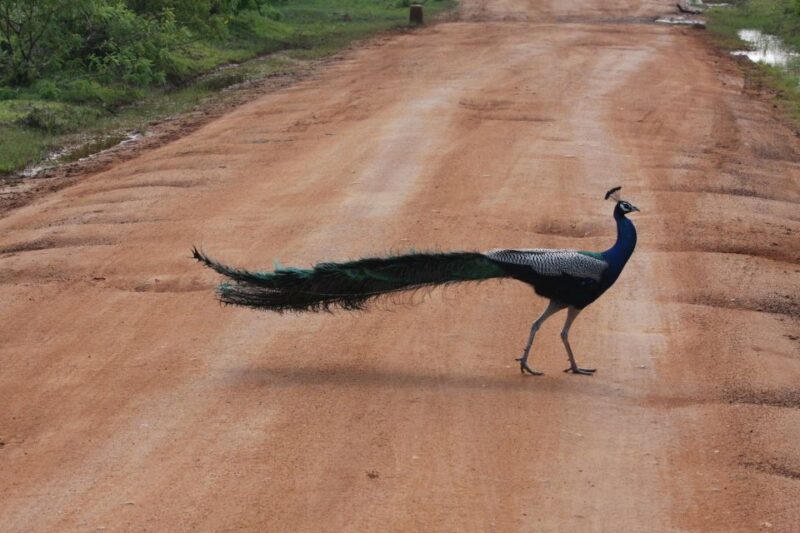 All-Inclusive Morning Game Drive at Bundala National Park - Cancellation Policy
