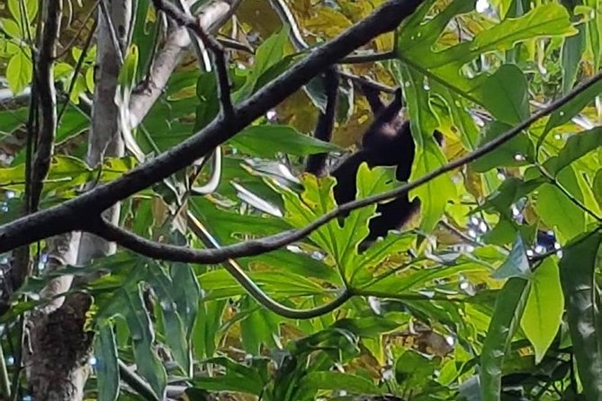 Altun Ha Pyramids and Monkey Sanctuary From Belize City - Final Verdict On This Stay