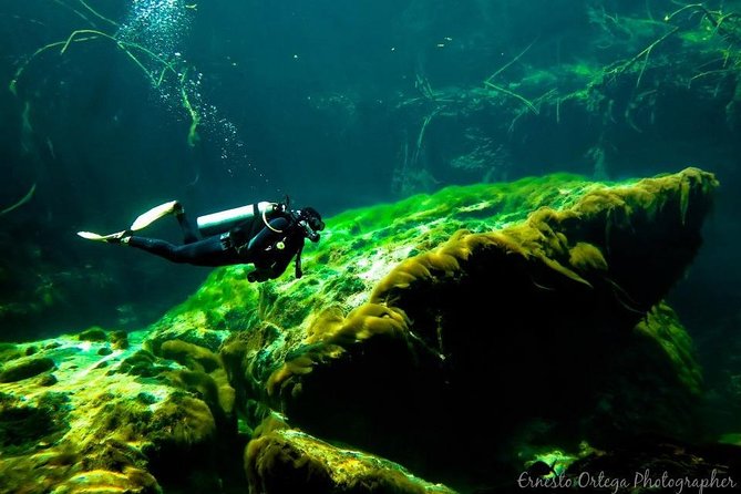 Amazing Beginner Dive in Tulum Cenote (Or Refresher Dive) - Cenote Diving Highlights
