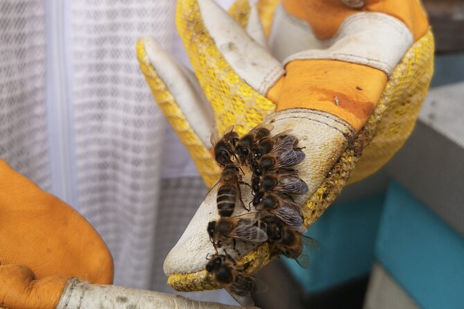 Amazing Experience With Bees, Honey and Pollen in Madeira Island - Appreciating Madeiras Agricultural Wonders