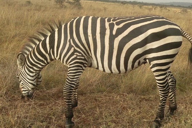 Amboseli Day Trip From Nairobi - What to Expect During the Trip