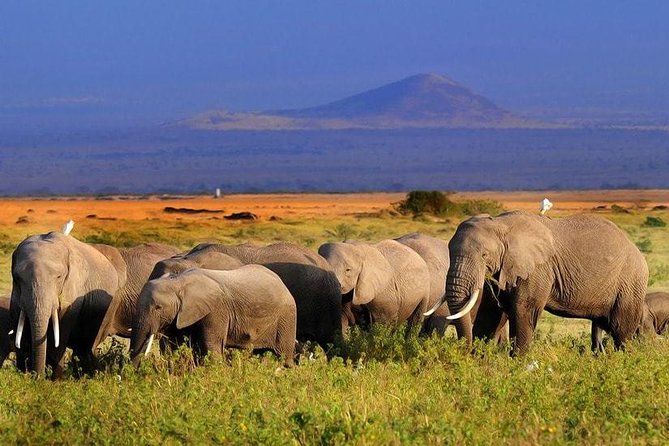 Amboseli National Park Full Day Guided Tour - Cancellation Policy