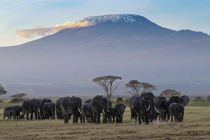 Amboseli Park & Kilimanjaro Views Day Tour - Highlights of the Tour