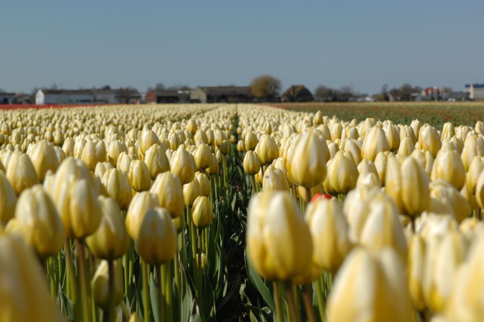 Amsterdam: Half-day Flower Fields And Keukenhof Bicycle Tour 