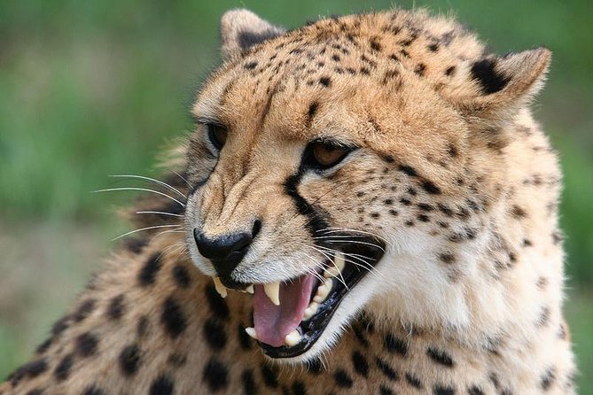 Ann Van Dyk Cheetah Centre Half-Day Tour From Johannesburg - Accessibility Information