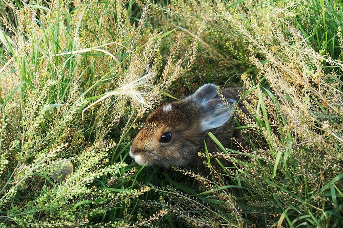 Arctic Day: Yukon Wildlife & Hot Springs Tour | Half Day - Additional Details