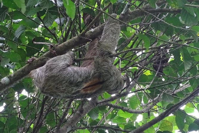 Arenal Hanging Bridges With Professional Guide - Ratings and Reviews of the Tour
