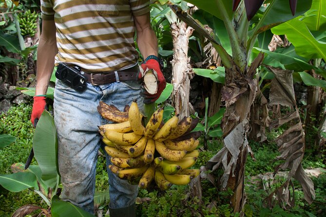 Banana Trip - Full Day Private Tour to Pico With Round Trip From Faial - Highlights of the Tour
