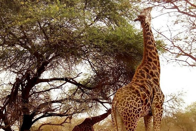 Bandia Animals Reserve Combined With the Pink Lake - Pricing and Inclusions