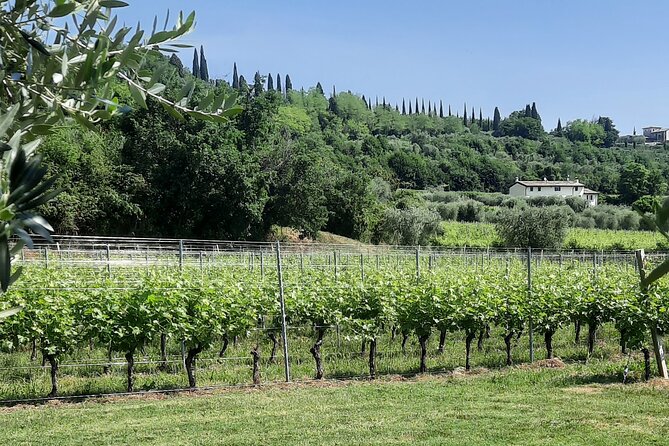 Bardolino: Vineyard Tour, Wine, Oil and Food Tasting - Tasting Highlights