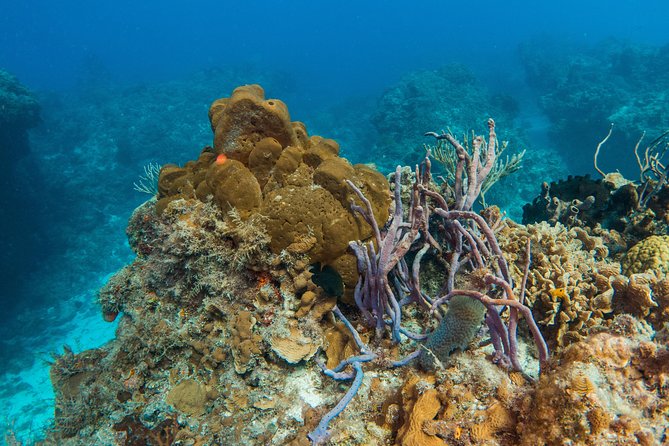 Basic Diver - Baptism - What to Expect