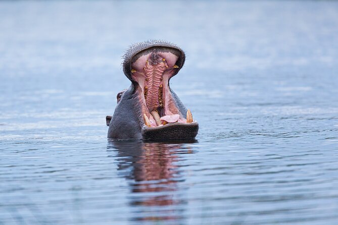 Batoka Africa Sunset Cruise - Hassle-Free Hotel Transfers