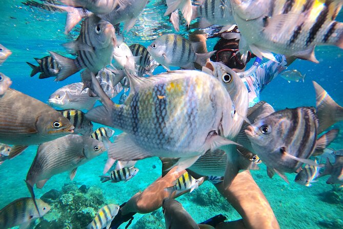 Bavarian Fiesta Snorkel Activity in Glass Bottom Boat at San Miguel De Cozumel - Unique Features and Highlights
