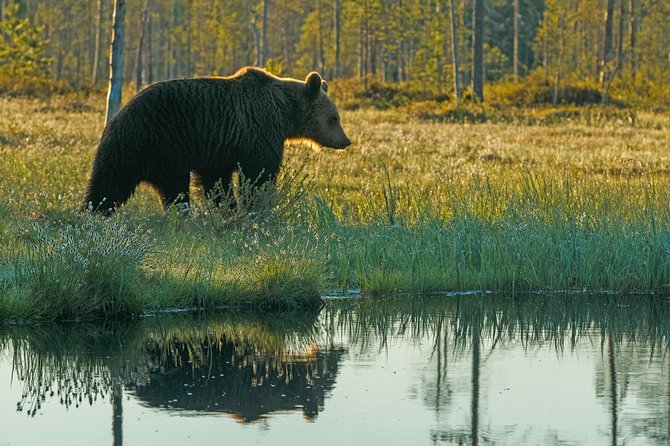 Bear Photography on Summer - Operator Information