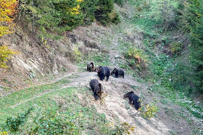 Bear Watching In Brasov: Observe Wild Bears From A Hideout - Tips for a Great Experience