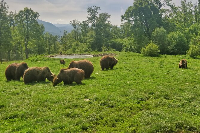 Bears Sanctuary, Dracula Castle and Poiana Brasov-Private Day Tour From Brasov - Personalized Tour for Individual Experiences