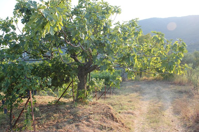 Berat Grand Wine Tasting Tour - Experience Highlights