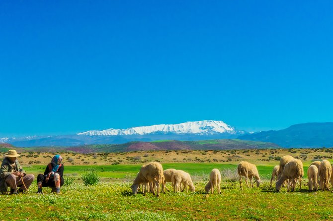 Berber Life Experience in the Atlas Mountains From Marrakech - Pickup and Meeting Details