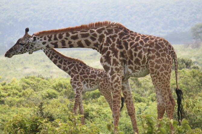 Best Tanzania Safari | 5 Days Tanzania Affordable Migration Safari - Pricing and Cancellation
