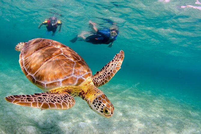Bestseller! Tulum Private Tour With Turtles and Cenote Snorkeling - Tulum Ruins Exploration