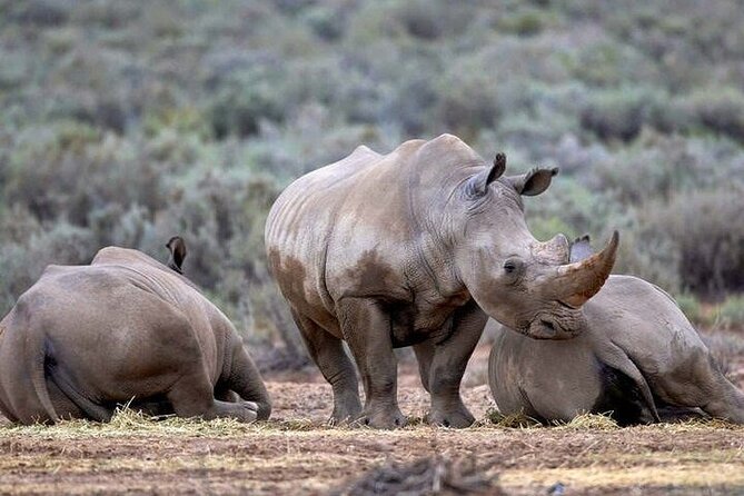 Big 5 Aquila Safari Half Day Tour and Wine Tasting - Wine and Cheese Tasting